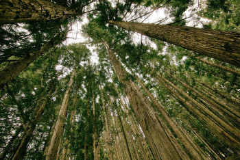 Фотография к новости: Запрет на посещение леса обосновал аким Улытауской области