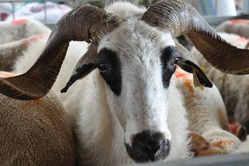 Дорог баран к Курбан айту: жертвенные животные подорожали в стране