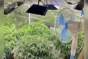 Фотография к новости: Парень и девушка создали идеальные условия для выращивания конопли в квартире в Экибастузе