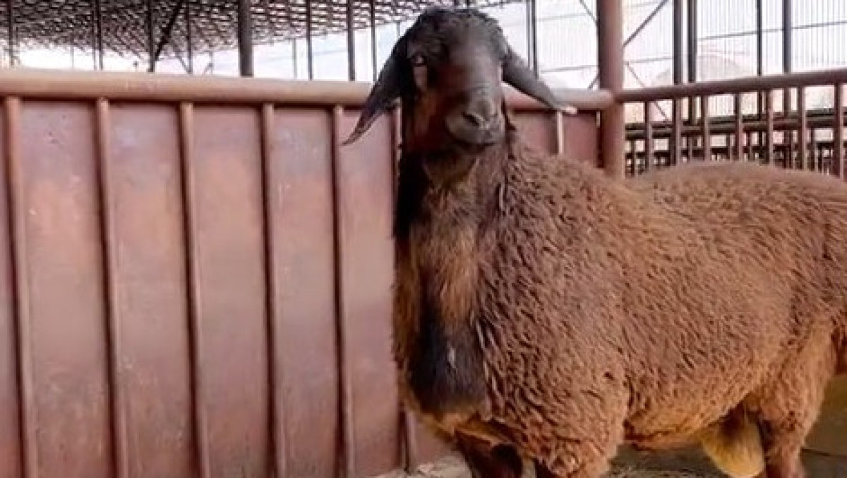 instagram.com/kuanysh_myktybaev_official