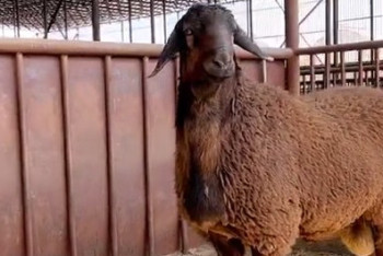 Фотография к новости: Баран по кличке Миллион из Туркестанской области признан самым тяжёлым в стране