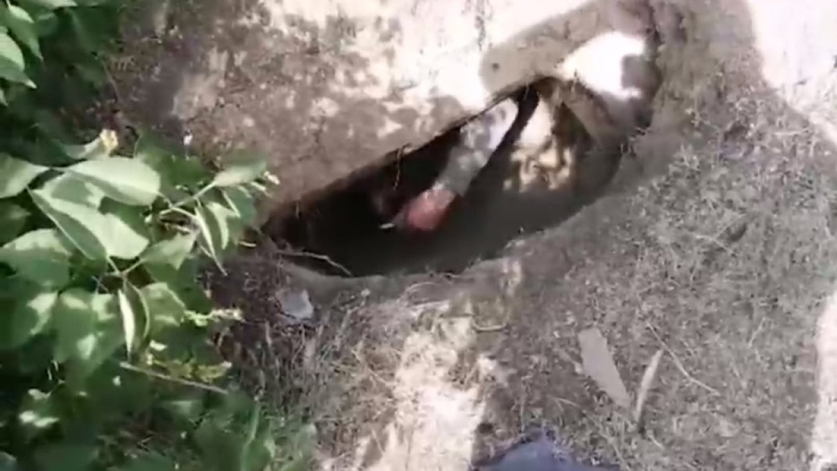 скриншот с видео t.me/POLICE_of_KZ