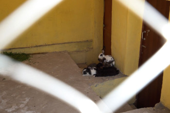 Фотография к новости: В Атырау люди с психоневрологическими заболеваниями будут разводить кроликов