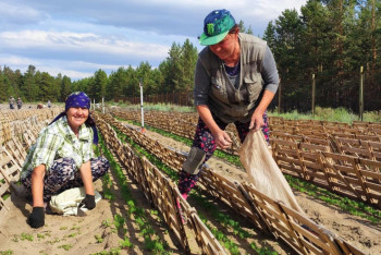 Фотография к новости: В жару и в холод за 80 тысяч: как выращивают лес в области Абай и почему за это так мало платят?