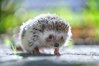 Ёжика спасли из огня огнеборцы в Актобе