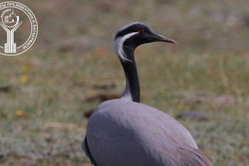 Фотография к новости: Редких журавлей сняли на видео в нацпарке Бурабай