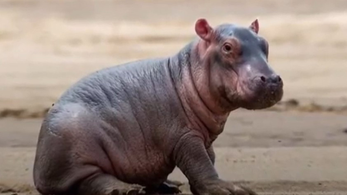 instagram.com/almatyzoo