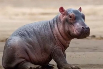 Фотография к новости: Новорожденному бегемотику в алматинском зоопарке дали имя