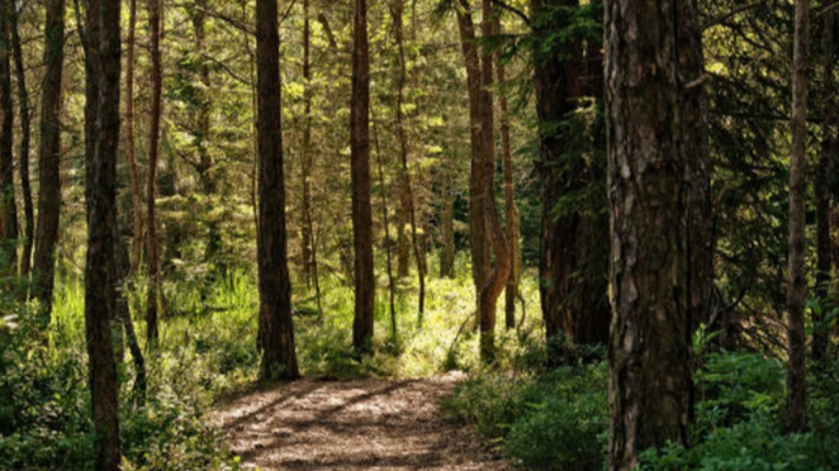 Пропавшую женщину нашли убитой в лесу Костанайской области