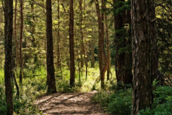 Фотография к новости: Пропавшую женщину нашли убитой в лесу Костанайской области