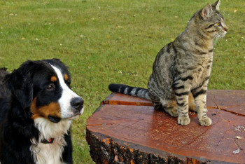 Фотография к новости: Чипирование питомцев:  с 1 сентября надевать бирки обязательно кошкам и собакам в Казахстане