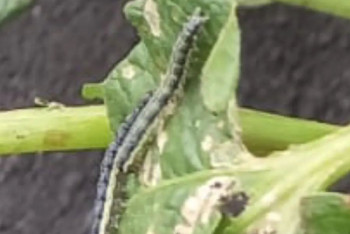 Фотография к новости: "Съедят все": сельчане в СКО жалуются на массовое нашествие гусениц