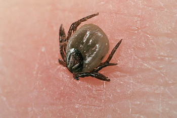 Фотография к новости: Два случая смертности от ККГЛ зарегистрировано в Кызылординской области