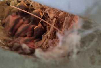 Фотография к новости: Воробьи стали причиной остановки ремонта на Тенгизе