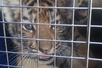 Фотография к новости: Тигрят и львят хотели незаконно вывезти из России в Казахстан