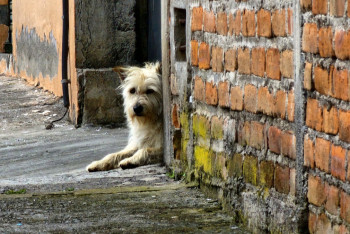 Центр для бродячих кошек и собак строят в Павлодаре