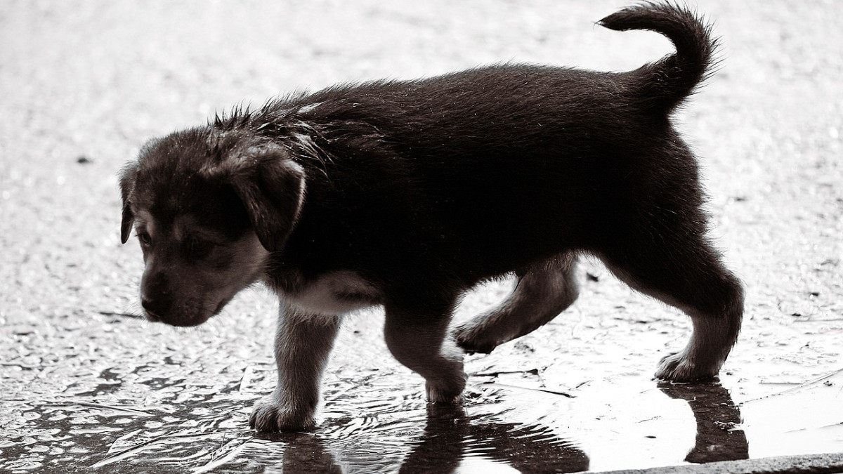 merz_ingbert/pixabay.com