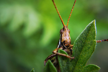 Фотография к новости: Саранча добралась до Костаная