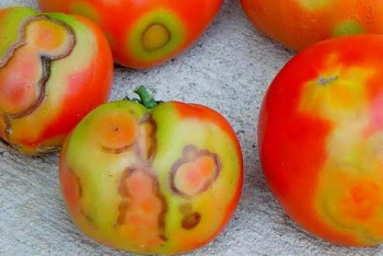 Фотография к новости: 18 тонн заражённых опасным вирусом помидоров завезли в Россию из Казахстана