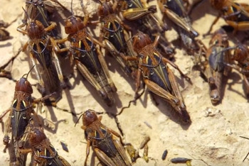 Фотография к новости: В МСХ рассказали о ситуации с нашествием саранчи в Костанайской области