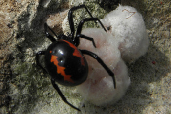 Фотография к новости: В курортном посёлке Баянаульского нацпарка заговорили о нашествии каракуртов