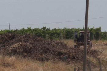 Фотография к новости: Обнародованы подробности гибели 8-летнего ребенка на винограднике в Туркестанской области