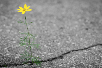 Фотография к новости: В Павлодарской области на глазах рассыпается асфальт от фирмы районного депутата