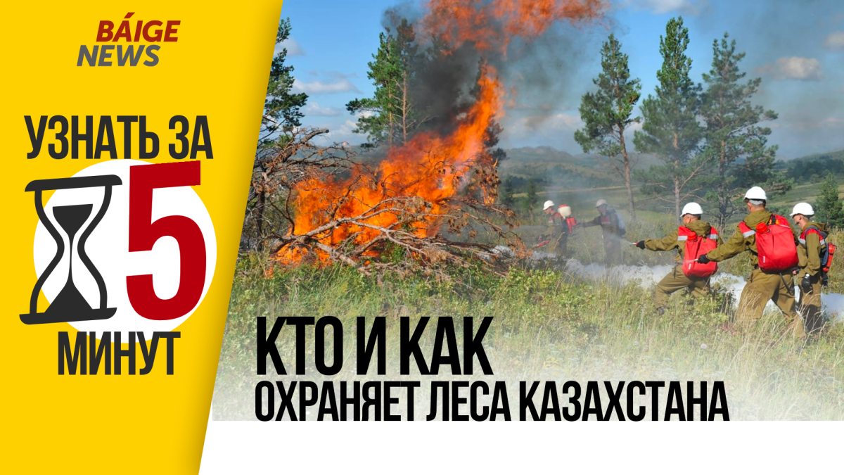 Узнать за 5 минут: кто и как охраняет леса Казахстана