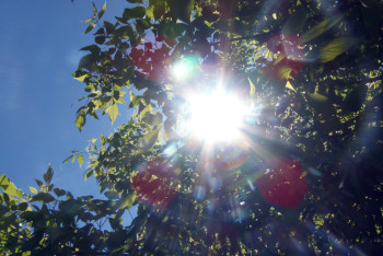 Фотография к новости: Жара отступит, придут дожди: Метеорологи спрогнозировали погоду на три дня