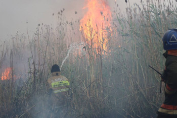 Фотография к новости: Камыш загорелся в Коргалжынском заповеднике