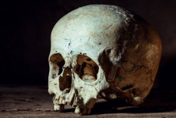 Фотография к новости: Человеческий череп под кустом обнаружили в Усть-Каменогорске