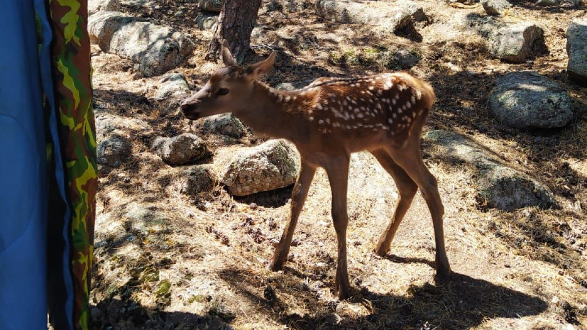 пресс-служба УДП РК