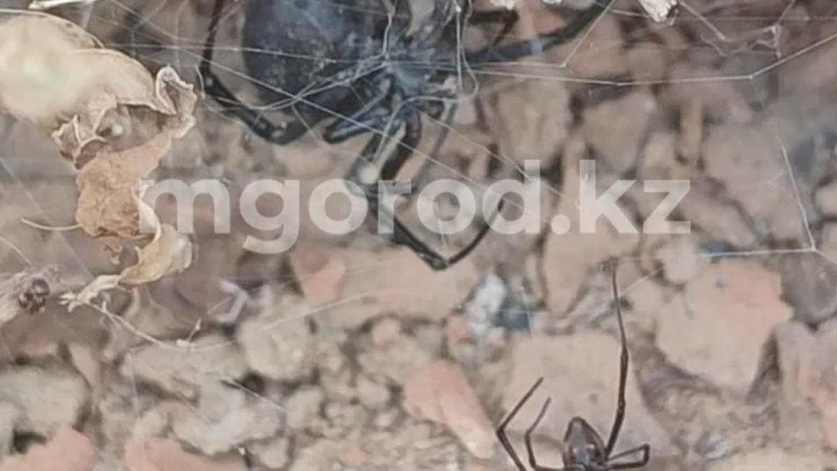mgorod.kz