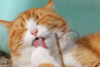 Фотография к новости: Началась пандемия кошачьего коронавируса