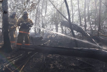 Фотография к новости: Угроза обошла стороной: жителей села в Павлодарской области передумали эвакуировать из-за лесного пожара