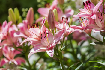 Фотография к новости: Дождь, ветер и сильная жара. Каким будет воскресенье в Казахстане