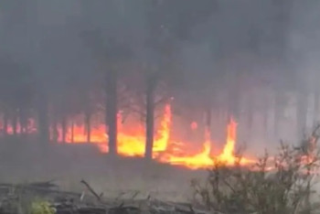 Фотография к новости: Ещё 150 человек направлены на тушение пожара в "Ертіс орманы"