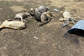 Фотография к новости: Десятки овец погибли в селе Павлодарской области из-за пожара