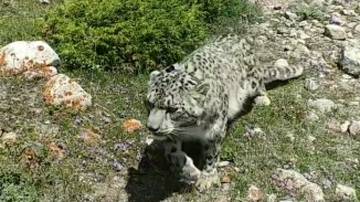 instagram.com/almatyzoo