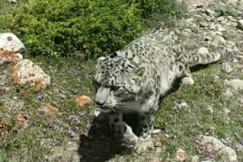 Фотография к новости: Спасённого снежного барса выпустили на природу из зоопарка Алматы