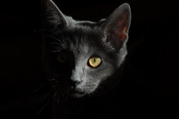 Фотография к новости: Коронавирус у кошек: в комитете ветконтроля выступили с заявлением