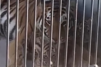 Фотография к новости: Двое тигрят родились в Карагандинском зоопарке