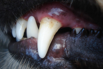 Фотография к новости: Бродячие собаки терроризируют сельчан в ЗКО