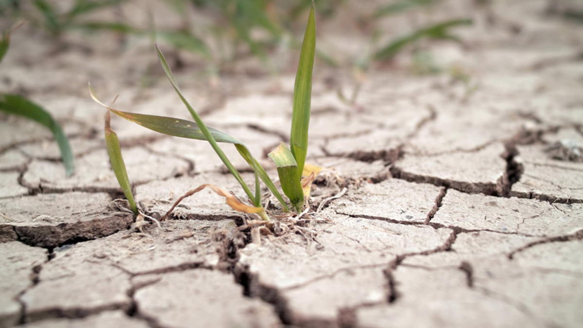 agroexpert.md