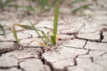 Фотография к новости: На грани разорения: фермеры из-за засухи просят ввести режим ЧС в Павлодарской области