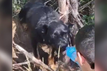 Фотография к новости: В Актобе собаку привязали к дереву и бросили