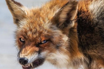 Фотография к новости: В Актюбинской области ввели карантин после нападения лисы на ребенка