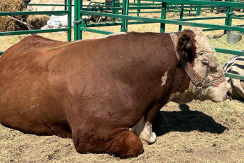 Фотография к новости: 1,5 млн за бычка: заводчики элитного мясного скота в Казахстане просят помощи