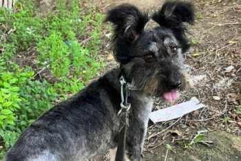 Фотография к новости: Просидевшую два месяца в колодце собаку спасли казахстанские зоозащитники