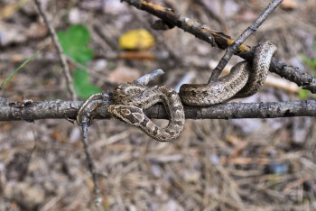 Фотография к новости: Двоих жителей ЗКО укусили змеи